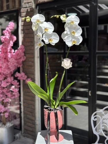 Pembe Lux Vazoda Beyaz Orkide
